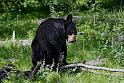 186 grand teton national park, zwarte beer